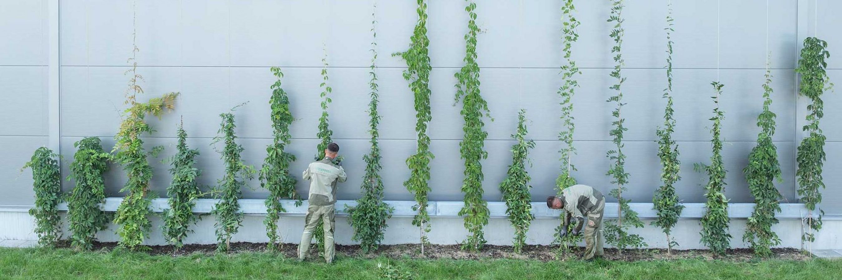 © Danner Landschaftsbau/Weickinger Mitarbeiter von Danner bei Arbeiten an einer Fassadenbegrünung mit Kletterpflanzen.