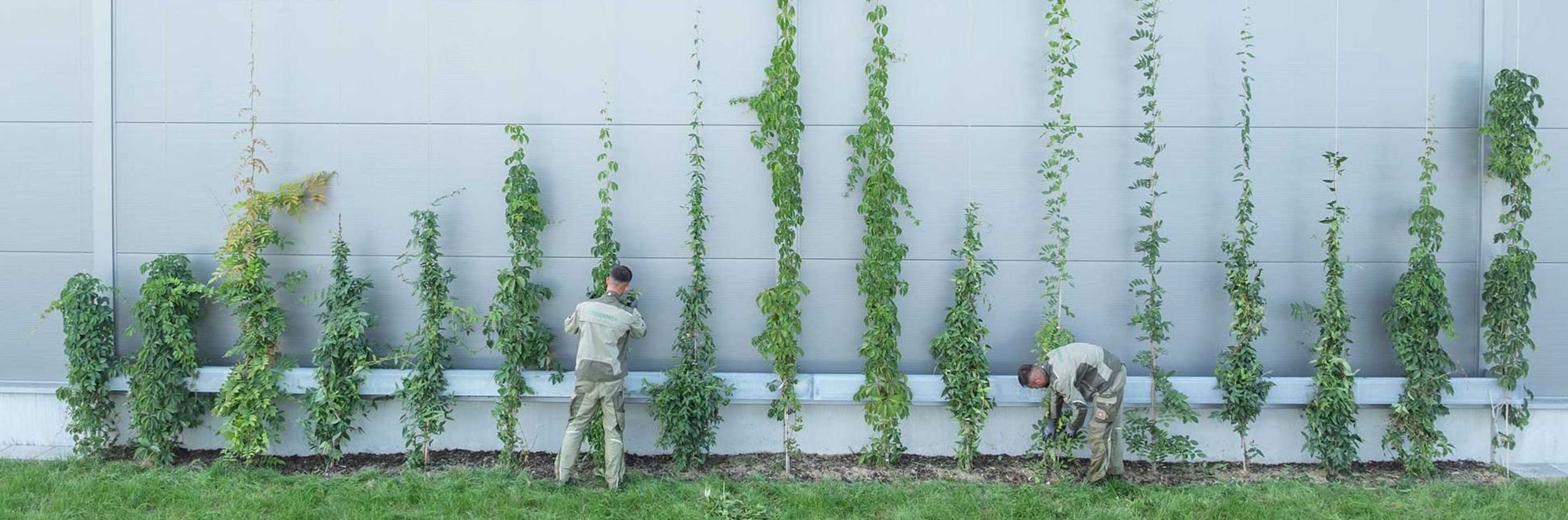 © Danner Landschaftsbau/Weickinger Mitarbeiter von Danner bei Arbeiten an einer Fassadenbegrünung mit Kletterpflanzen.